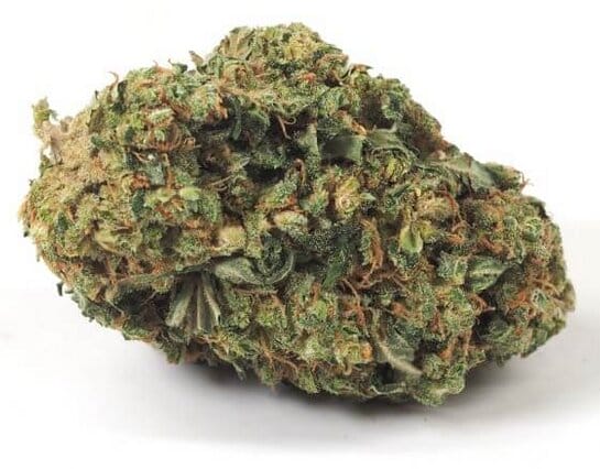Amnesia PRO | Cannabis Light (Copia) (Copia) (Copia) (Copia) (Copia)