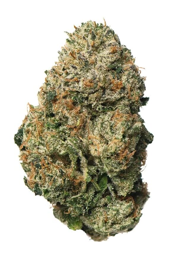 Amnesia PRO | Cannabis Light (Copia) (Copia) (Copia) (Copia) (Copia) (Copia) (Copia) (Copia) (Copia) (Copia) (Copia) (Copia)